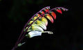 Exotic Love Vine Seeds, Firecracker, Spanish Flag, Mina Lobata, Ipomoea Lobata IP IP0910
