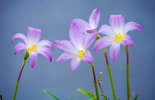 Pink Fairy Lily Seeds, Pink Rain Lily, Habranthus, HB0120