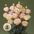 NEW! Champagne Lisianthus, Croma 2, Cut Flowers, Eustoma Grandiflorum, EU5620P