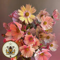 Apricot Lemonade Cosmos Seeds, Cosmos Bippinatus CO0125