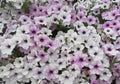Silver Tidal Wave Petunia Seeds, Pelleted for easier sowing and germination, Petunia Hybrida PE5010P