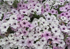 Silver Tidal Wave Petunia Seeds, Pelleted for easier sowing and germination, Petunia Hybrida PE5010P