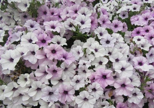 Silver Tidal Wave Petunia Seeds, Pelleted for easier sowing and germination, Petunia Hybrida PE5010P