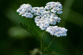 Bulk White Yarrow Seeds, Medicinal Native Plants, Achillea Milefolium AC035C