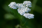 Bulk White Yarrow Seeds, Medicinal Native Plants, Achillea Milefolium AC035C