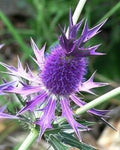 Purple Sheen Sea Holly Seeds, Thistle, Eryngium Leavenworthii ER0220