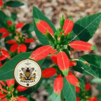 Fire On The Mountain Seeds, Wild Poinsettia, Florida Native, Florida Poinsettia, Painted Leaf, EU3015