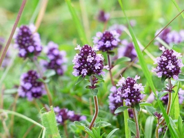 Thyme Seeds, Culinary and Medicinal Herb, Thymus Vulgaris TH0150