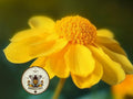 California Sunshine Seeds, Goldfields, Lasthenia Glabrata, LH301C
