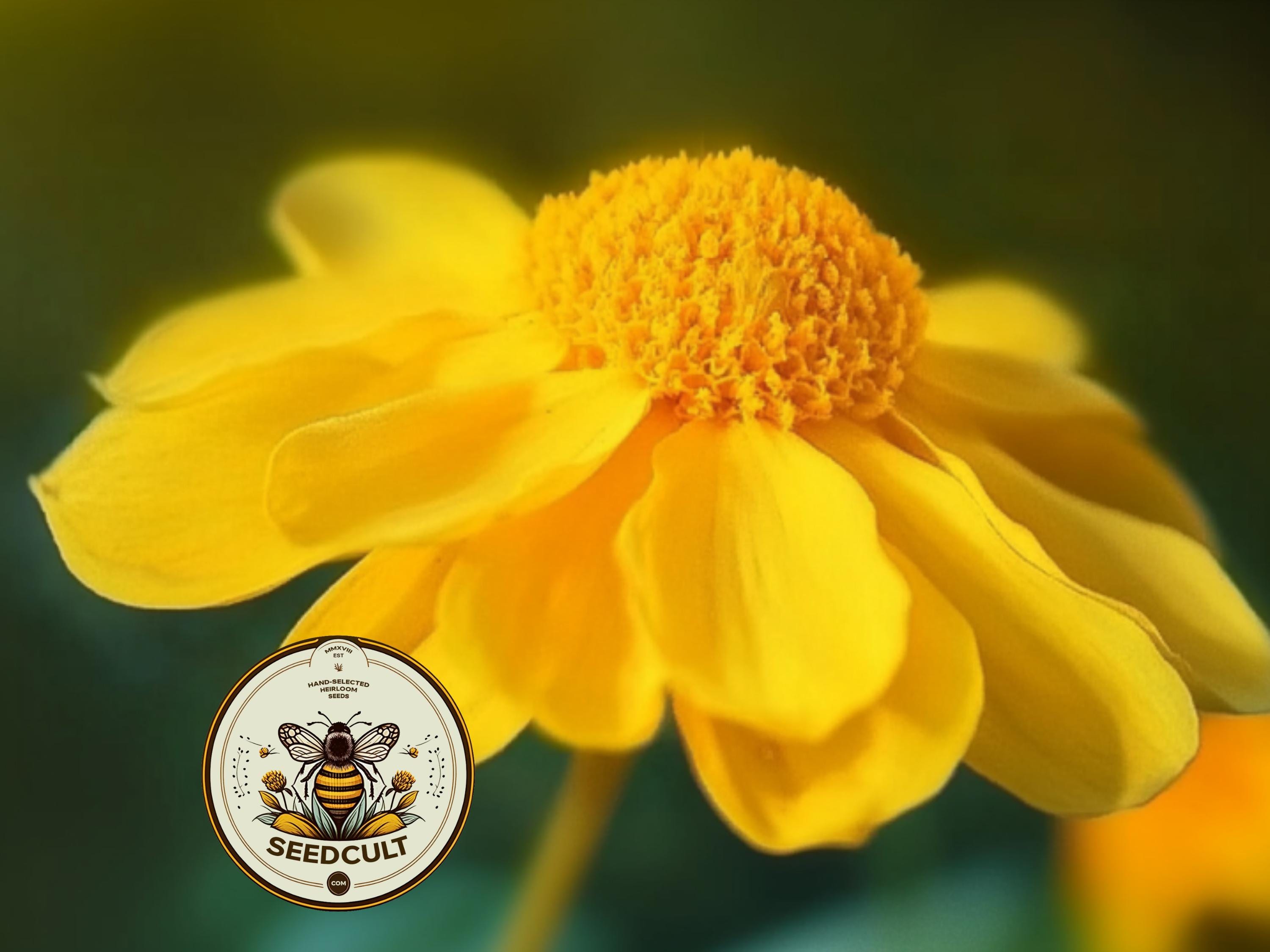California Sunshine Seeds, Goldfields, Lasthenia Glabrata, LH301C