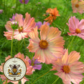 Apricotta Cosmos Seeds, Cosmos Bippinatus CO0925