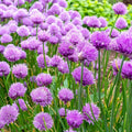 Bulk Wild Chive Seeds, Allium Schoenoprasum AL401C