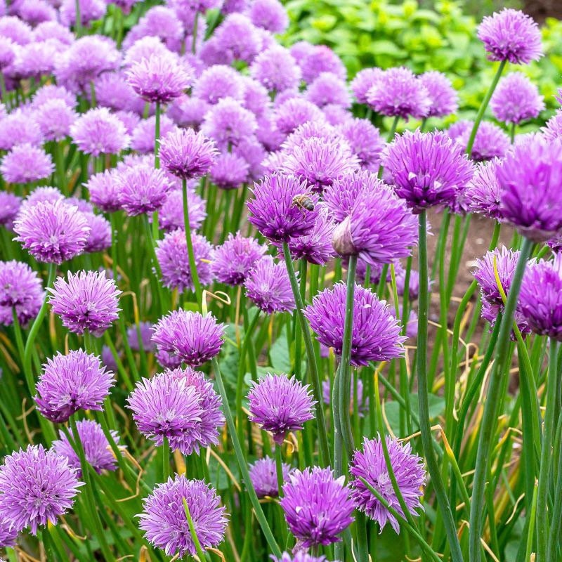 Bulk Wild Chive Seeds, Allium Schoenoprasum AL401C