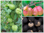 Love In The Puff Seeds, Paper Lantern, Balloon Vine, Heart Seed, Cardiospermum Halicacabum CD4020