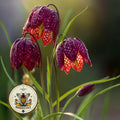 NEW! Snake's Head Fritillary, Checkered Lily Seeds, Fritillaria Meleagris FR3110
