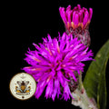 BALDWIN'S IRONWEED