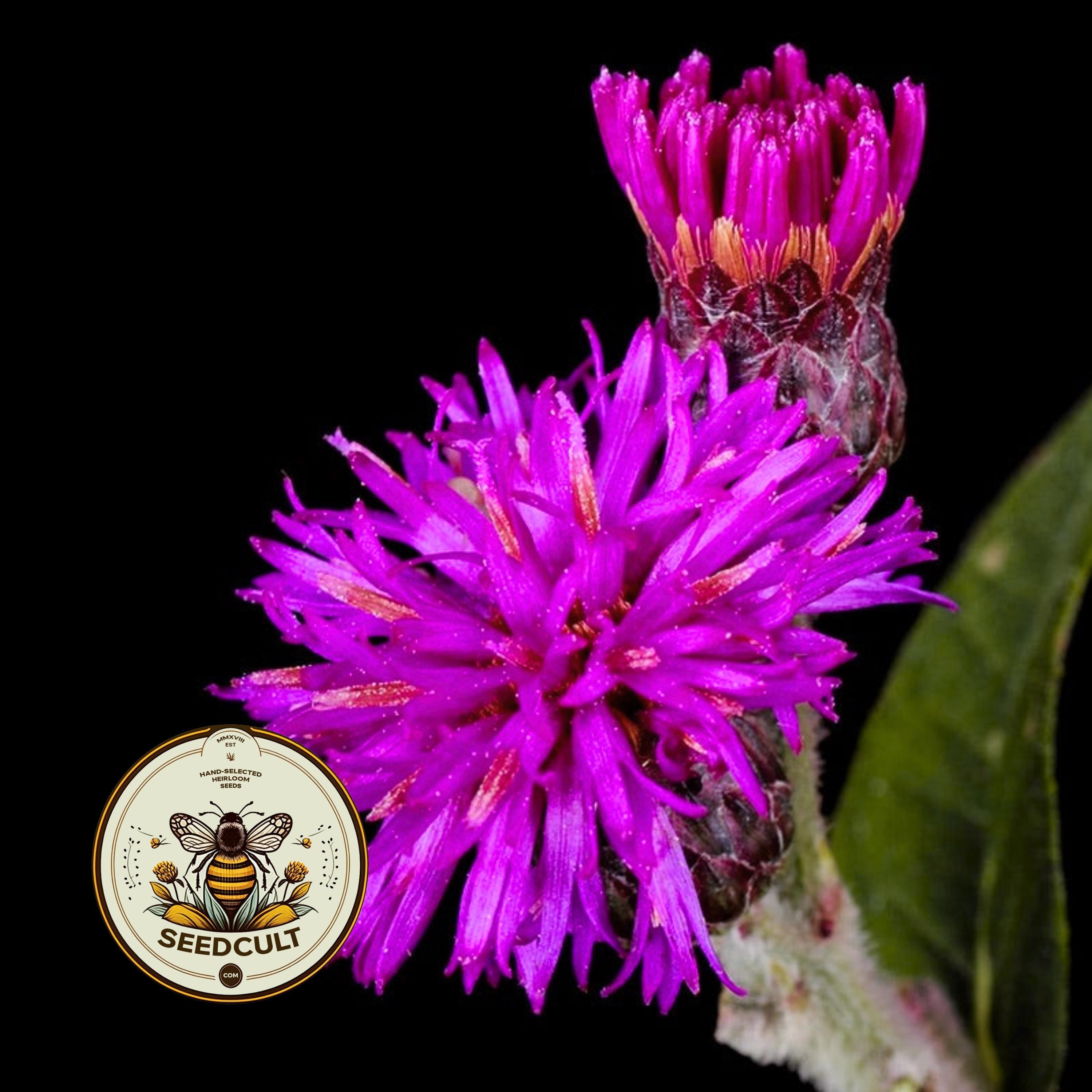 BALDWIN'S IRONWEED