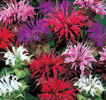 Bee Balm Mix, including red! Panorama, Monarda Didyma MO0325