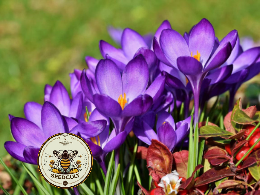 Saffron Crocus Bulbs, Crocus Sativus, 1CR0110