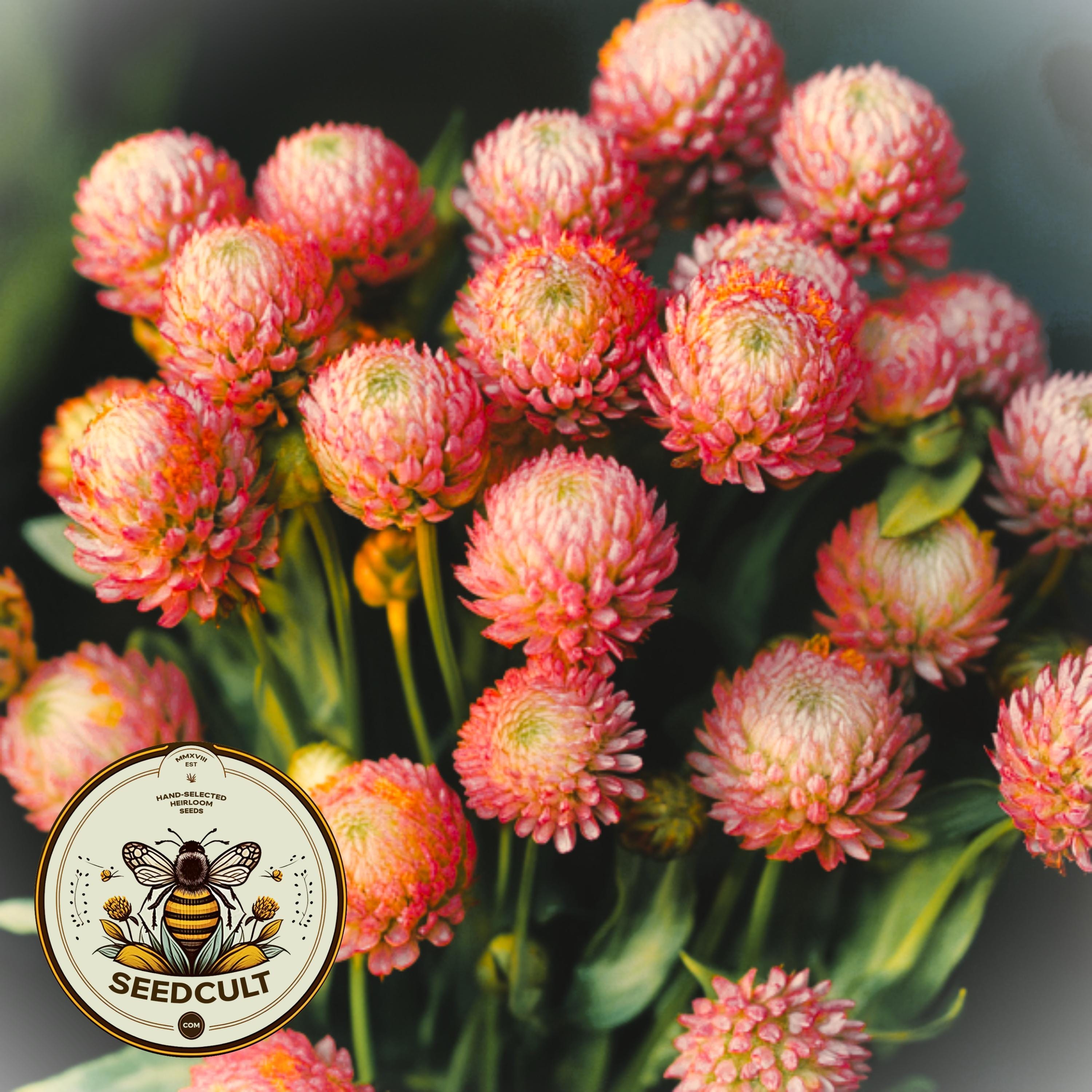 Salmon Gomphrena Seeds, Globe Amaranth, GO0920