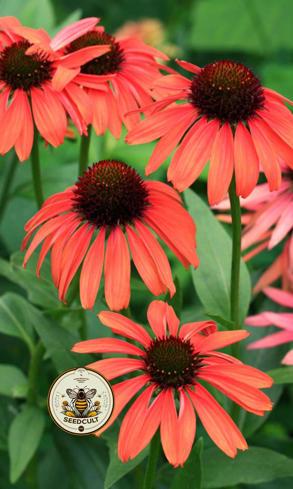 Mellow Scarlets Echinacea Seeds, Orange/Red/Watermelon colored Cone Flowers, EC1305