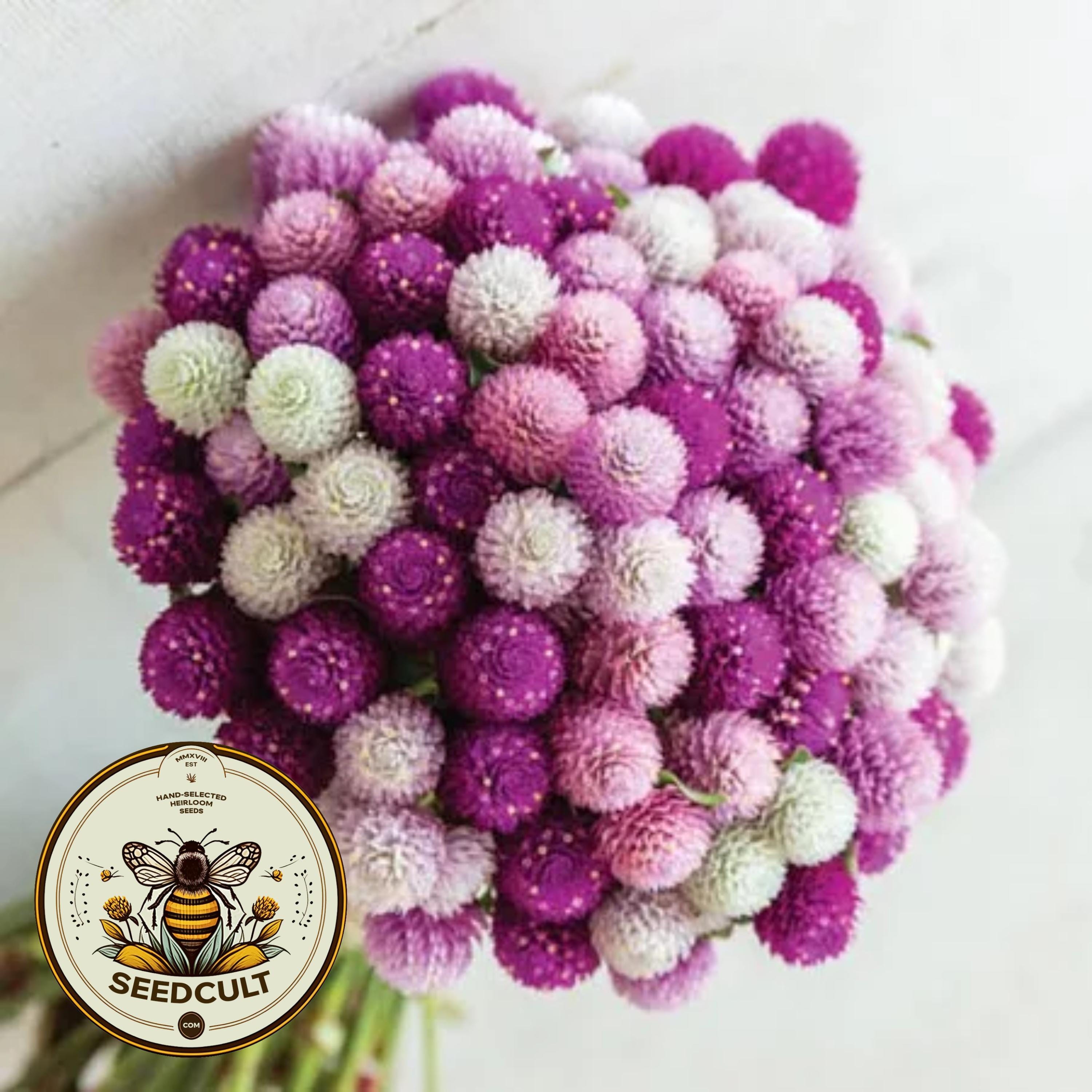 Grape Fizz Gomphrena Seeds, Purple, Lavender and White, Globe Amaranth GO1320