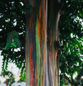 50 Rainbow Eucalyptus Tree Seeds, Eucalyptus Deglupta EU0350