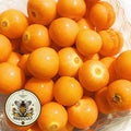 NEW! Giant Golden Berry Seeds, Delicious fruit, Gigante Physalis Peruviana PH0520