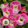 NEW! Rose Kauai Torenia, Wishbone Flower, Torenia Fournieri, TO3120P
