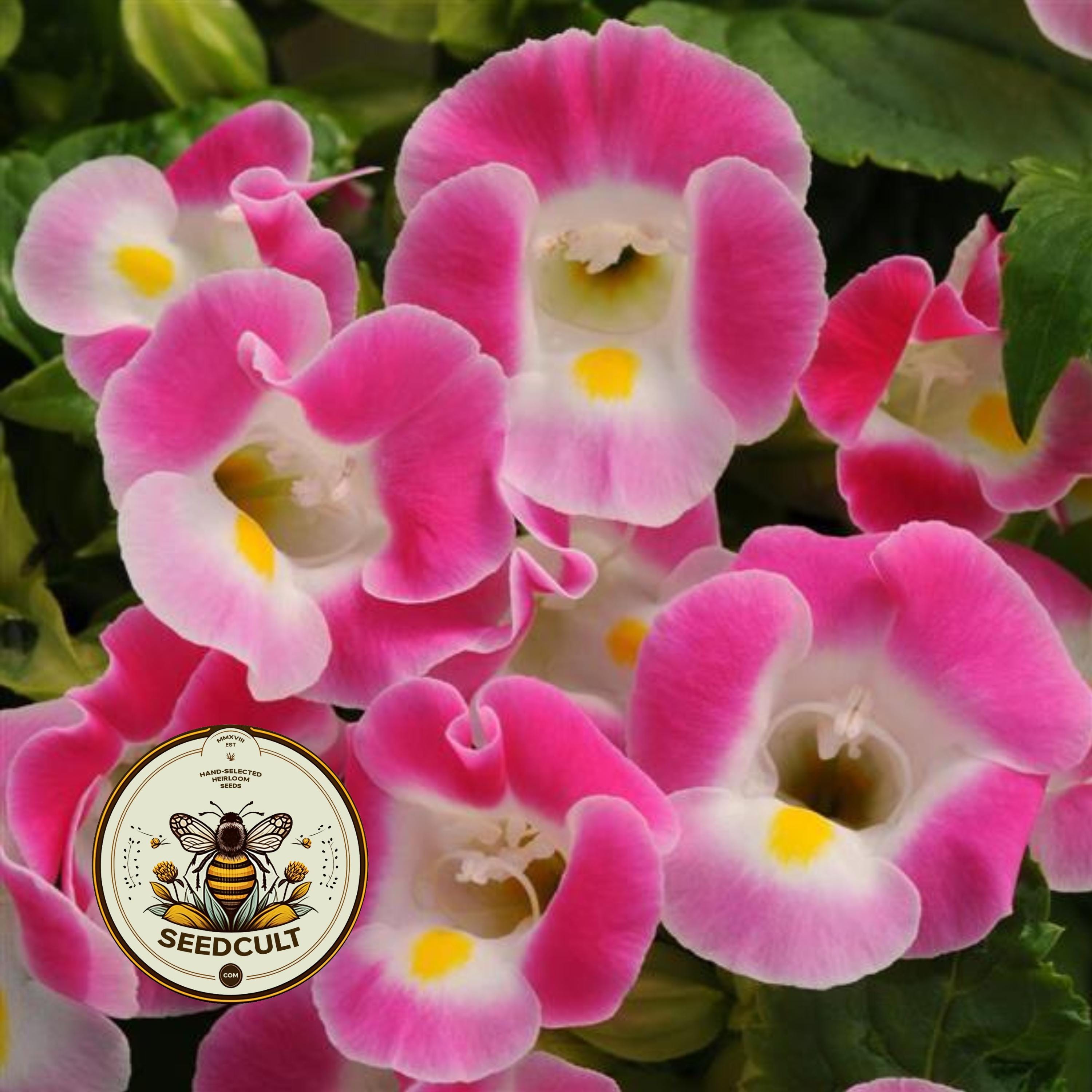 NEW! Rose Kauai Torenia, Wishbone Flower, Torenia Fournieri, TO3120P