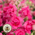 NEW! Sweet Duet Rose Snapdragon Seeds, Double Flowering, Ruffled Antirrhinum Majus AN6025P