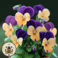 NEW! Rare Penny Peach Jump Up Viola, Viola Cornuta, VL4220