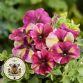 Raspberry Shake Petunia Seeds, Pelleted for easier sowing and germination, Petunia Hybrida PE8125P