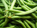 50 Contender Green Beans, Phaseolus vulgaris, PV0150