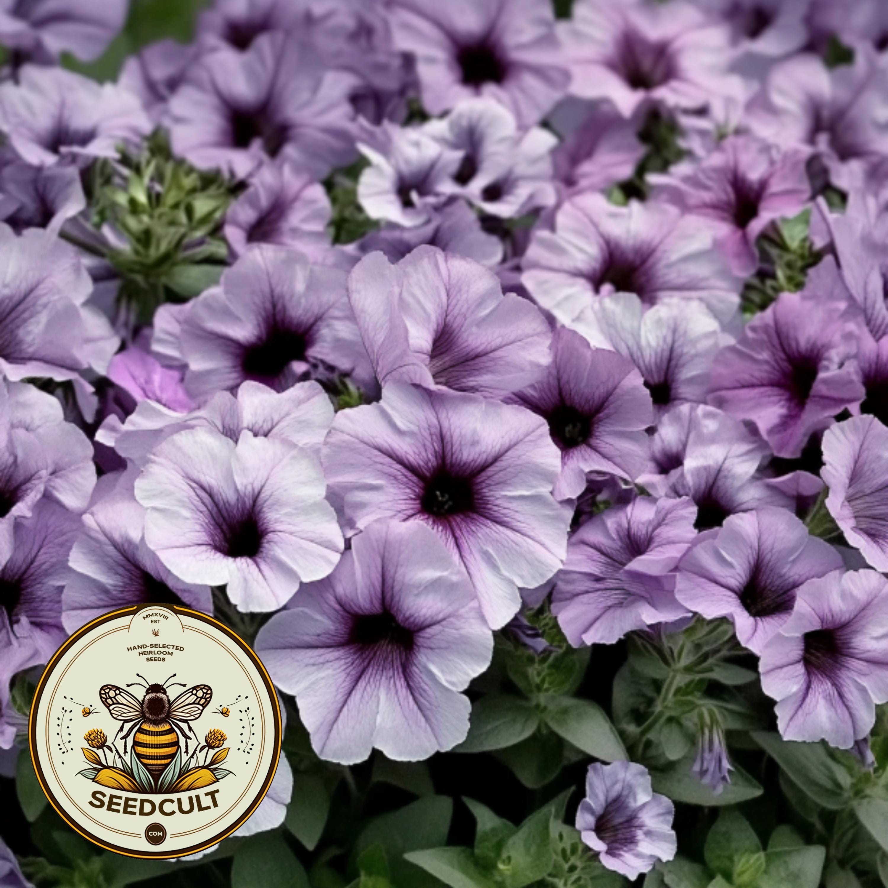Madness Plum Crazy Petunia Seeds, Pelleted for easier sowing and germination, Petunia Hybrida PE7925P