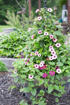 Blushing Susie Black Eyed Susan Vine Seeds, Thunbergia TH0110