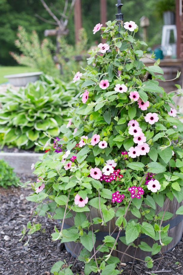 Blushing Susie Black Eyed Susan Vine Seeds, Thunbergia TH0110