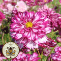 Violet Bicolor Cosmos Seeds, Double Click, Cosmos Bippinatus CO1325