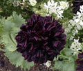 Double Black Floral Poppy Seeds, PS073CR