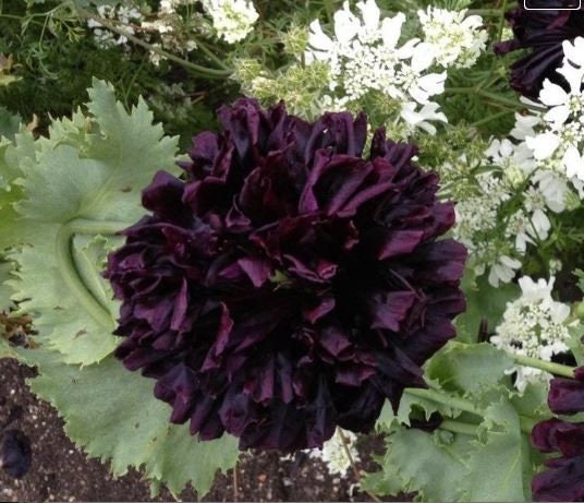 Double Black Floral Poppy Seeds, PS073CR