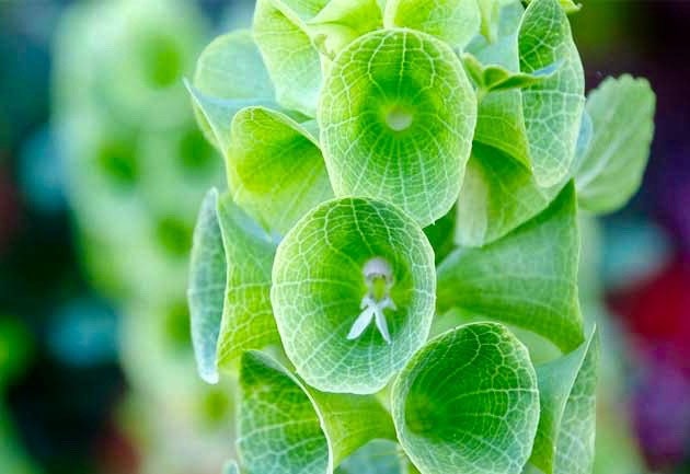 50 Bells of Ireland Seeds, Heirloom Lady in the Bathtub, Moluccella Laevis ML4050