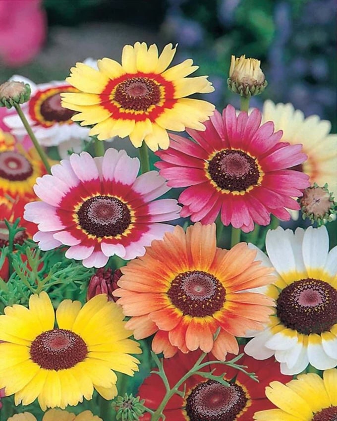 100 Painted Daisy Seeds, Chrysanthesus Carinatus CR411C