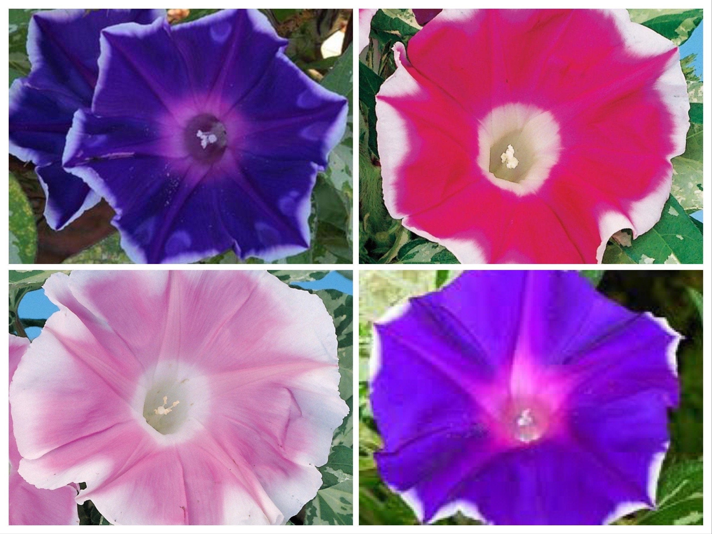 Mix Variegated Foliage Sun Smile Morning Glory Ground Cover Seeds, Not a vine! Ipomoea Purpurea IP1510