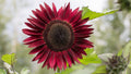 Pro Cut Red Sunflower Seeds, Helianthus Annuum HA1420