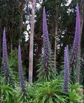 Tower of Jewel Seeds, Echium Pininana, Blue Towers EC8110