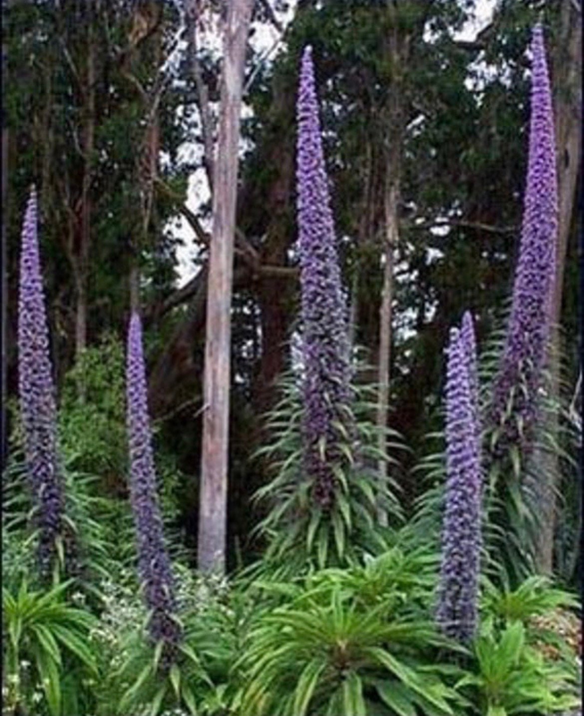 Tower of Jewel Seeds, Echium Pininana, Blue Towers EC8110