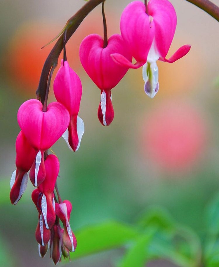 Pink Bleeding Heart Seeds, Lamprocapnos Spectabilis, Dicentra DS0110