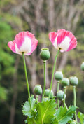 150 Amphora Floral Poppy Seeds Pink and White, PS0315CR