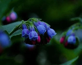 Comfrey Seeds, Medicinal Plants, Symphytum Officinale, Blue-Purple Bell Flowers SY4020