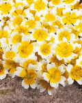Poached Egg Plant Flower Seeds, US Native, Limnanthes Douglasii LM0150